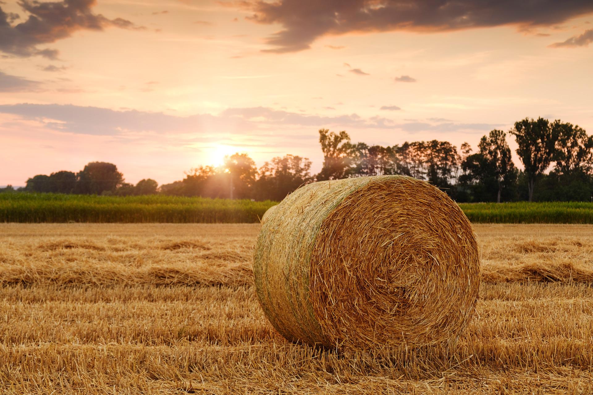 Agriculture
